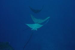 Eagle rays, extreme visibility, I shot them without strobo by Alessandro Reato 